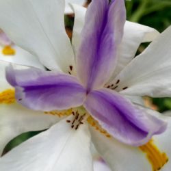 Christa Joyner Moody | Artist